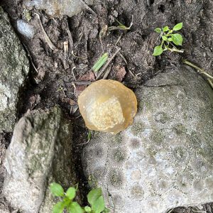 Fossilized Clam Shell (fcs2)