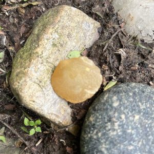 Fossilized Clam Shell (fcs3)