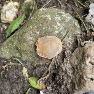 Fossilized Clam Shell (fcs4)