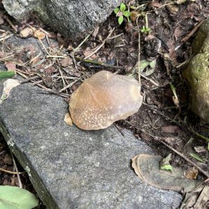 Fossilized Clam Shell (fcs5)