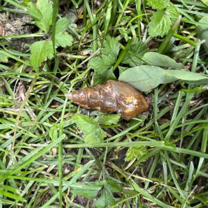 Fossilized Spiral Shell (fss1)