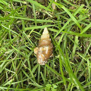 Fossilized Spiral Shell (fss3)