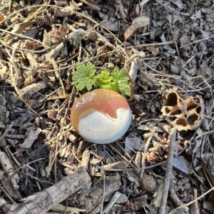 Mookaite Palmstone (ja15)