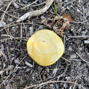 Mookaite Palmstone (ja16)