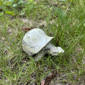 Butter Jasper Tortoise (ag6)